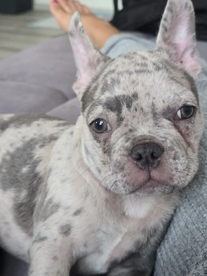 Französische Bullddogge