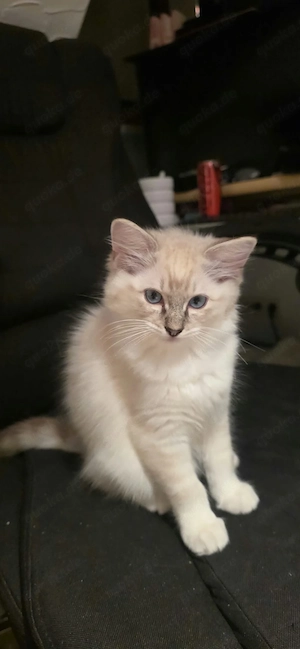 Reinrassige Ragdoll Kätzchen