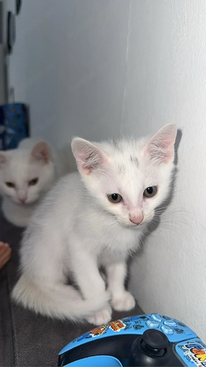 1 kater zu verkaufen 
