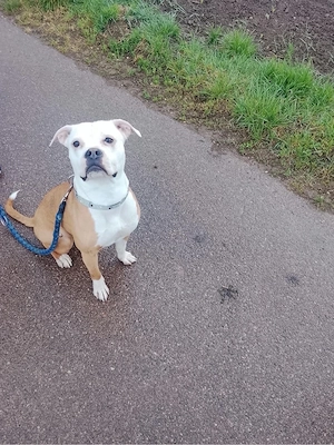 old englisch bulldog