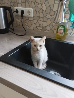 BKH Kater in Creme Kitten. Wegen geplatzter Reservierung!