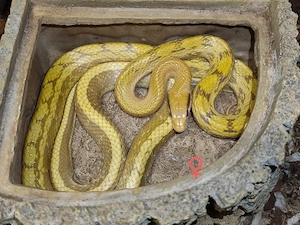Elaphe (Orthriophis) taeniura taeniura T+ Albino