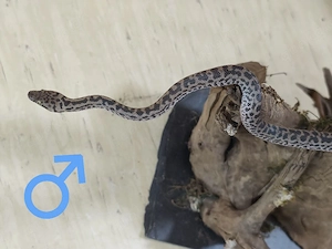 Antaresia maculosa