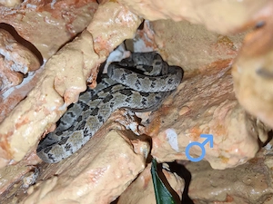 Dasypeltis scabra