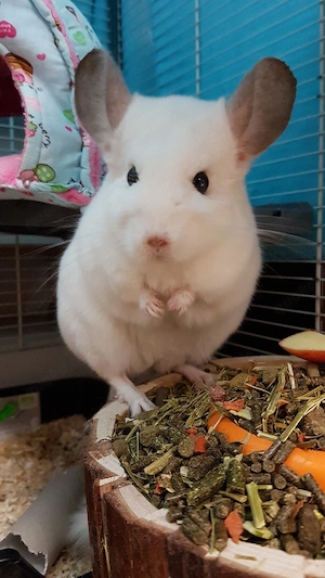 Chinchilla weiblich 