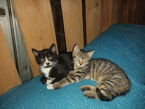 Katzenbays abzugeben Bild 2