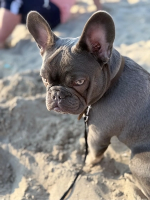 Deckrüde Französische Bulldogge Blue Tan 