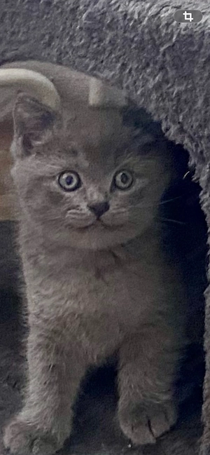 BKH Kitten  Junge Blue sehr lieb reinrassig
