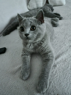 Bkh-Kitten mit Stammbaum