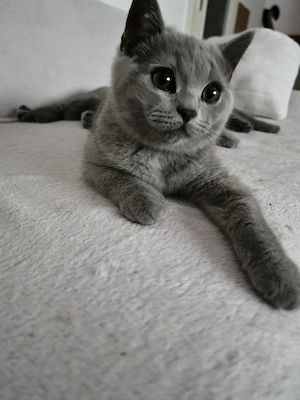 BKH Kitten Kater   Britisch Kurzhaar Bärchen in Blau (Blue Line) aus Felsberg