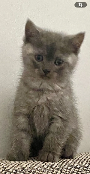 BKH Kitten Junge smoke abgabebereit Bild 3