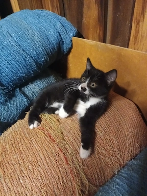 Katzenbays abzugeben