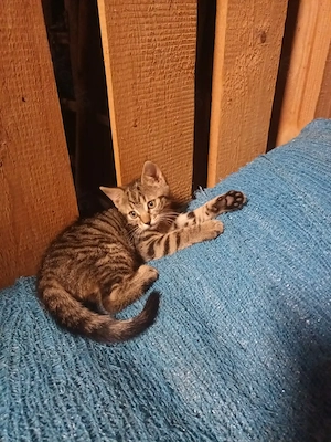 Katzenbays abzugeben Bild 5