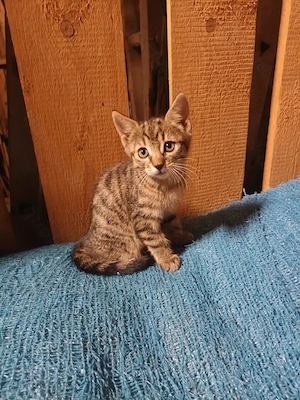 Katzenbays abzugeben Bild 3
