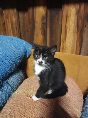 Katzenbays abzugeben Bild 4