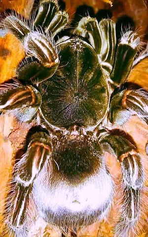 Vogelspinne 0.1   