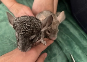 Chinchillas sofort abzugeben 