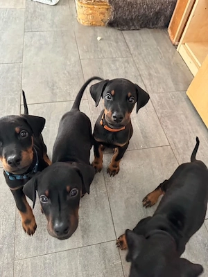 Dobermann Welpen