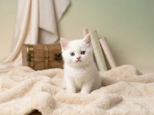 Bezauberndes Britisch Kurzhaar (BKH) Kitten in liebevolle Hände abzugeben