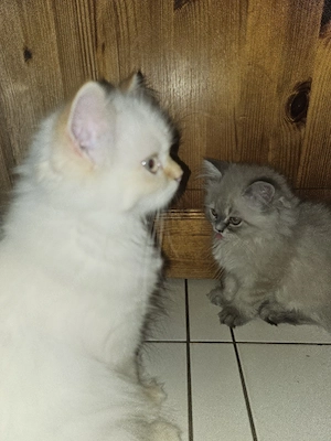 2 reinrassige Perserkitten 