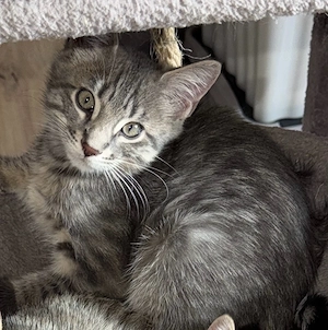Main coon Mix 
