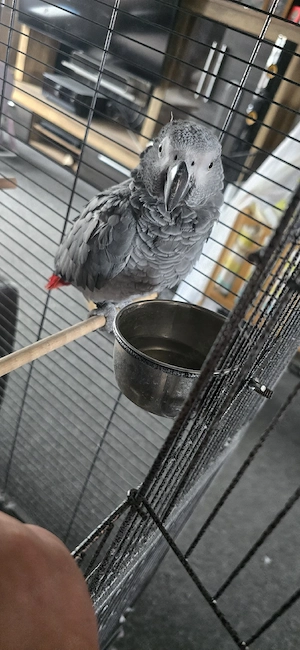 Graupapagei Mädchen sucht ein neues Zuhause
