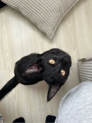 7 süße Katzenbabys suchen ein liebevolles Zuhause