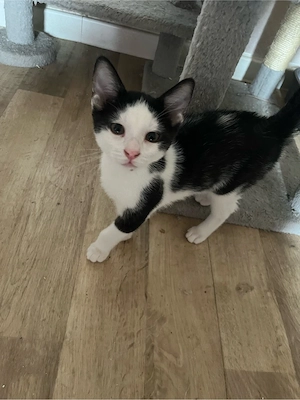 Kitten sucht ein liebesvolles Zuhause