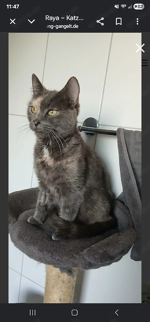 Raya      
