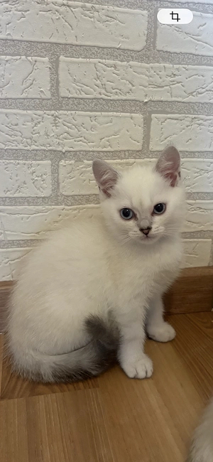 BKH Kitten sind abholbereit für ein neues Zuhause. Bild 2