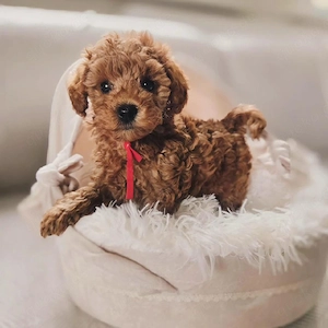 Toy-Pudel-Welpen,Hunde