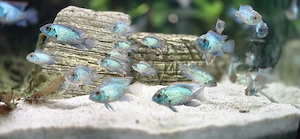 Blaupunktbuntbarsche electric blue 