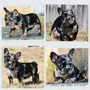 französische Bulldog Welpen 