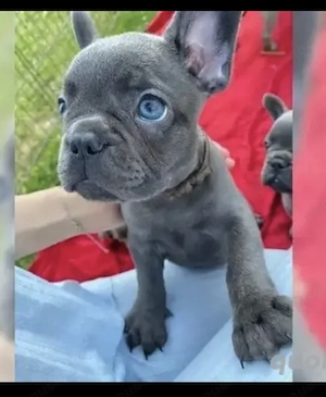 Französische Bulldoggen Welpen suchen ein schönes Zuhause 