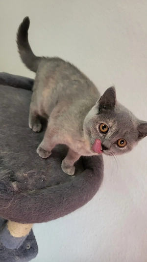 BKH kitten