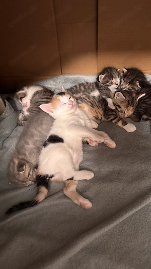 Zuckersüße Babykatzen   Kitten zur Reservierung (abgabebereit ab 18.10 sowie 1.11)
