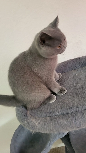 BKH kitten