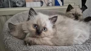 BKH Seal Point Kitten 