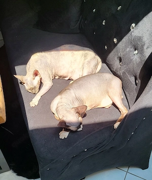 2xSphynx kastriert, gechipt, geimpft 