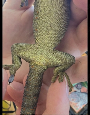 2 Tokeh Gecko Weibchen abzugebe Bild 2