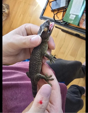 2 Tokeh Gecko Weibchen abzugebe