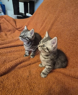 BKH Babykatzen