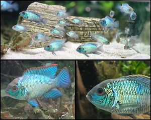 Blaupunktbuntbarsche electric blue 