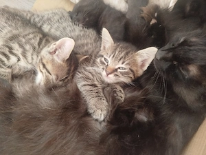 Kätzchenbabys