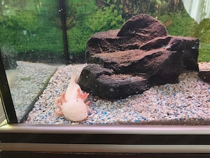  3 Axolotl 