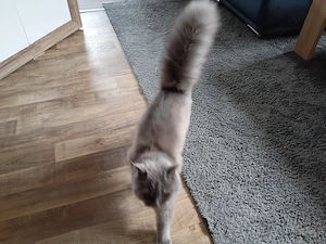 BKH Langhaar Katze abzugeben 