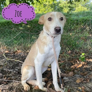 Zoe, unglaublich sanfte, liebe, katzenverträgliche und junge Hündin, Save Bracke Labrador Mix