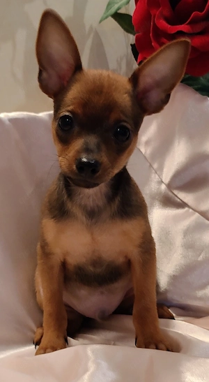 Russkiy Toy Welpe Bub Bild 2