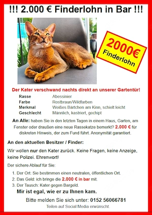 Abessinier Kater vermisst Finderlohn 2000 Euro! Augen auf! 