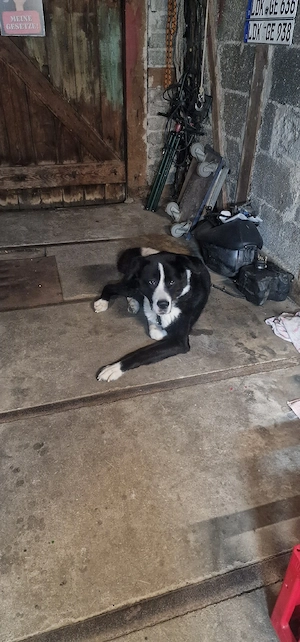 Alabai Akita Mischling (4 Jahre), sucht neues Zuhause  Dringend  